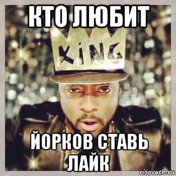 кто любит йорков ставь лайк