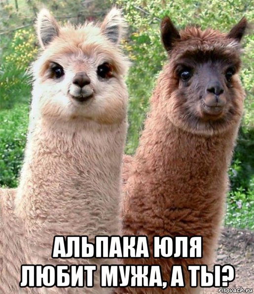  альпака юля любит мужа, а ты?