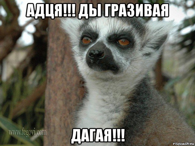 адця!!! ды гразивая дагая!!!