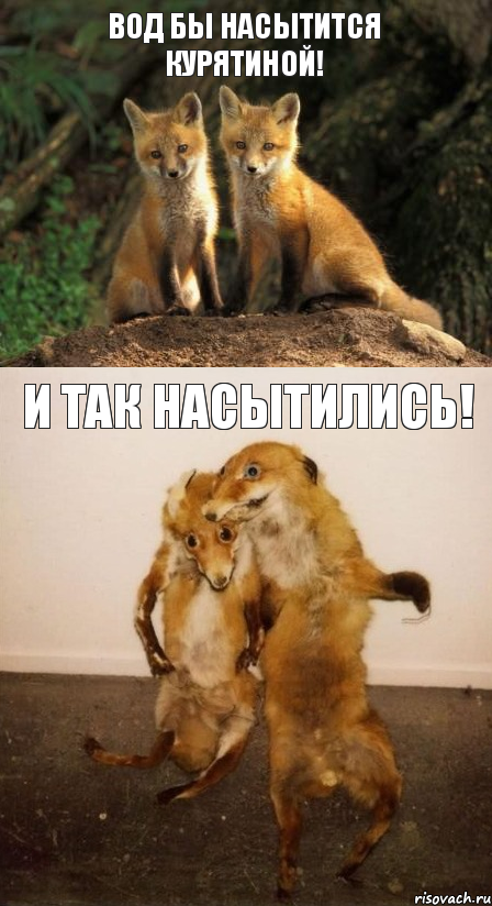 Вод бы насытится курятиной! И так насытились!, Комикс Лисицы
