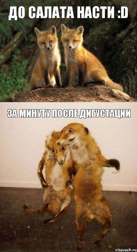 До салата Насти :D за минуту после дигустации, Комикс Лисицы