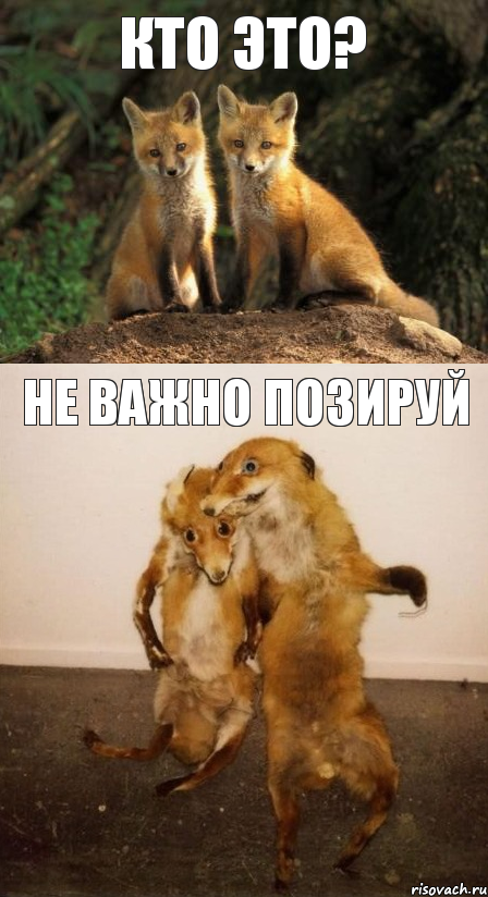 кто это? не важно позируй, Комикс Лисицы