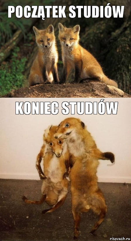 Początek studiów Koniec studiów, Комикс Лисицы