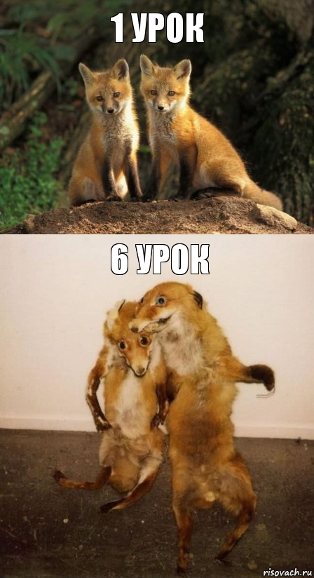 1 урок 6 урок, Комикс Лисицы