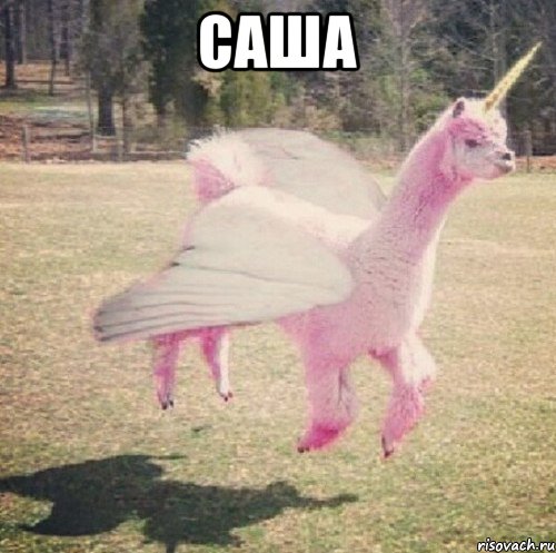 Саша , Мем Llama