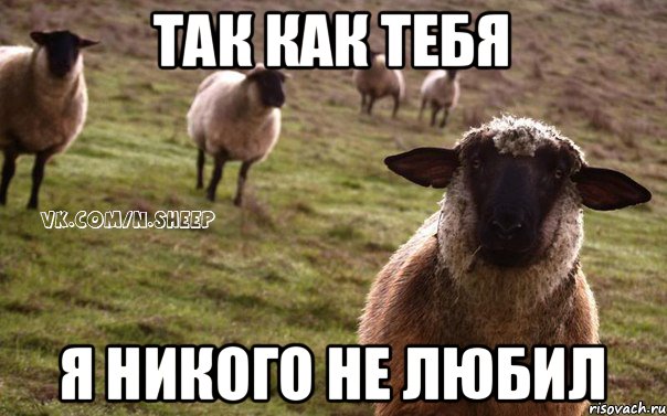 Так как тебя я никого не любил, Мем  Наивная Овца