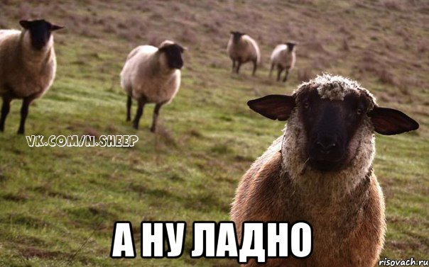  А ну ладно, Мем  Наивная Овца