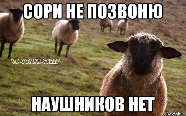 Сори не позвоню Наушников нет, Мем  Наивная Овца