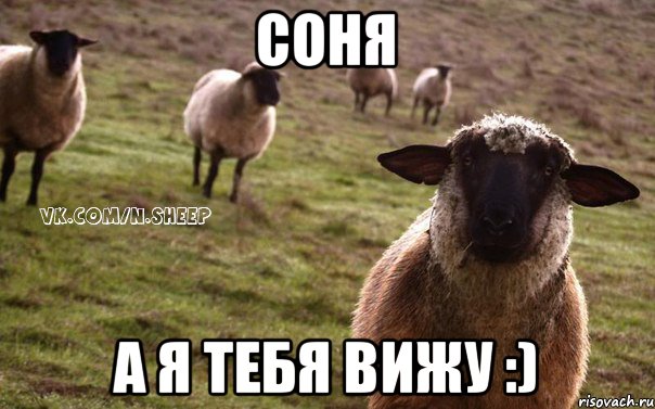 Соня А я тебя вижу :), Мем  Наивная Овца