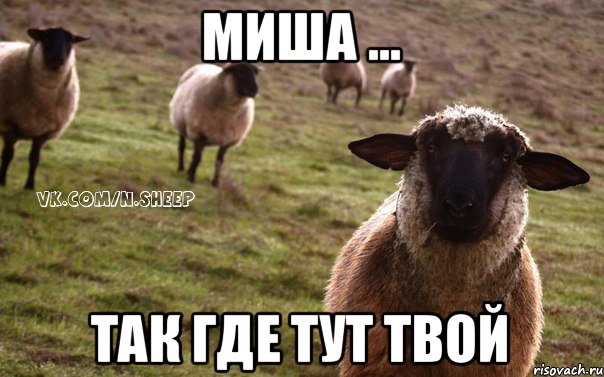 миша ... так где тут твой, Мем  Наивная Овца