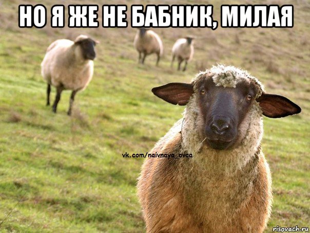 но я же не бабник, милая , Мем  Наивная Овца