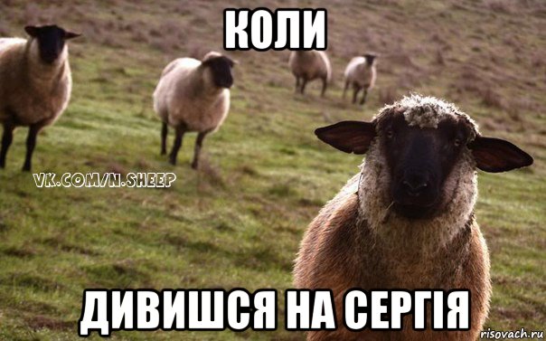 коли дивишся на сергія, Мем  Наивная Овца