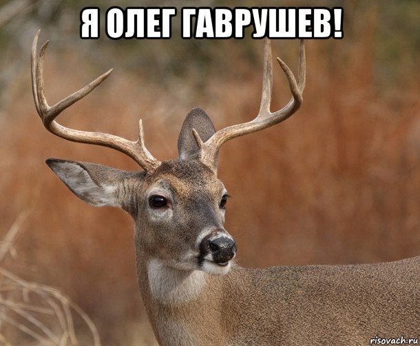 я олег гаврушев! , Мем  Наивный Олень v2