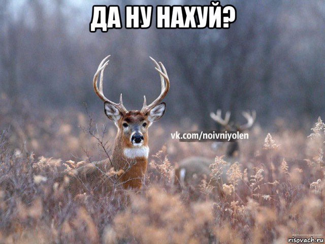 да ну нахуй? , Мем Наивный Олень vk