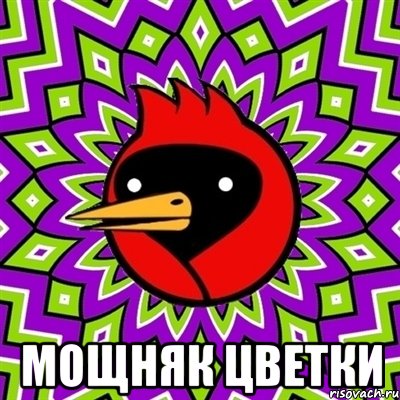  мощняк цветки, Мем Омская птица