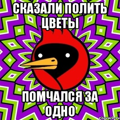 Сказали полить цветы Помчался за одно, Мем Омская птица