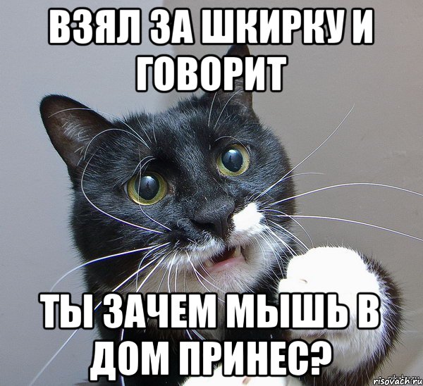 взял за шкирку и говорит ты зачем мышь в дом принес?