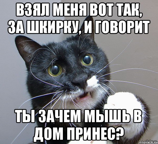 взял меня вот так, за шкирку, и говорит ты зачем мышь в дом принес?