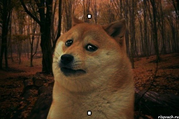 . ., Мем SAD DOGE