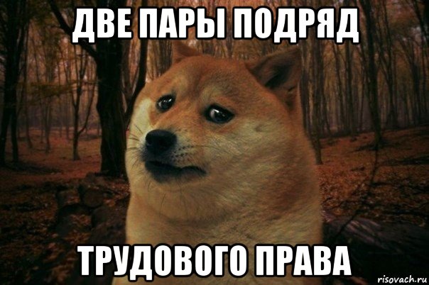 две пары подряд трудового права, Мем SAD DOGE