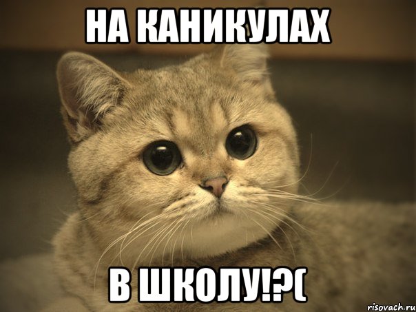 на каникулах в школу!?(, Мем Пидрила ебаная котик