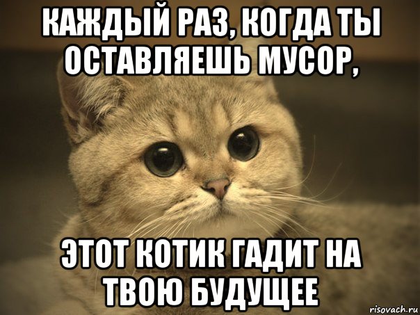 каждый раз, когда ты оставляешь мусор, этот котик гадит на твою будущее, Мем Пидрила ебаная котик