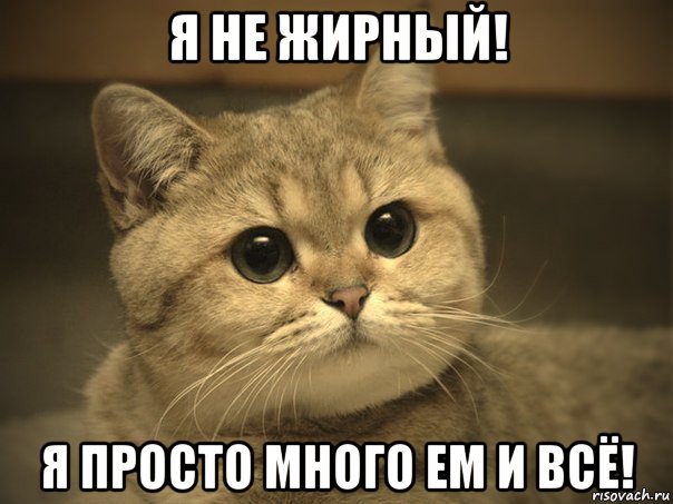 я не жирный! я просто много ем и всё!, Мем Пидрила ебаная котик