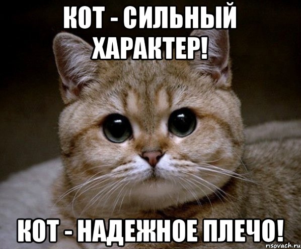 Кот - сильный характер! Кот - надежное плечо!, Мем Пидрила Ебаная