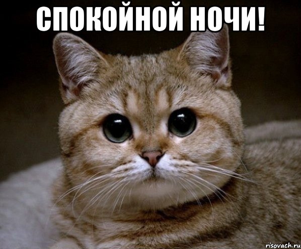 спокойной ночи! , Мем Пидрила Ебаная
