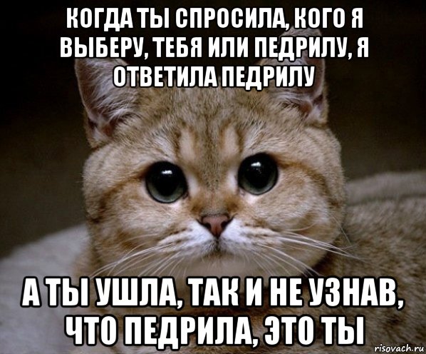 когда ты спросила, кого я выберу, тебя или педрилу, я ответила педрилу а ты ушла, так и не узнав, что педрила, это ты, Мем Пидрила Ебаная