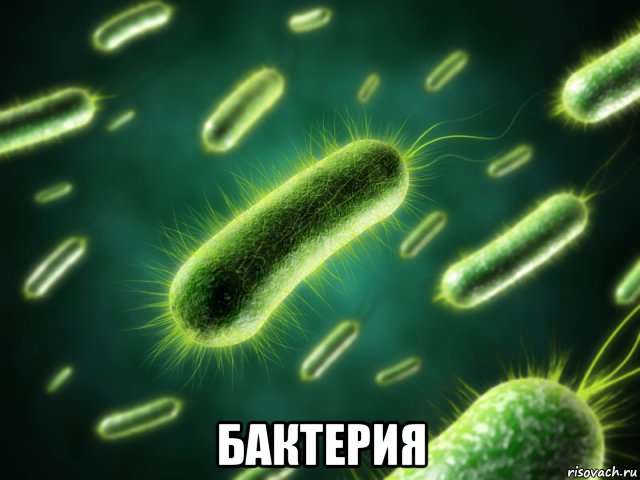  бактерия, Мем попропорпорпоп
