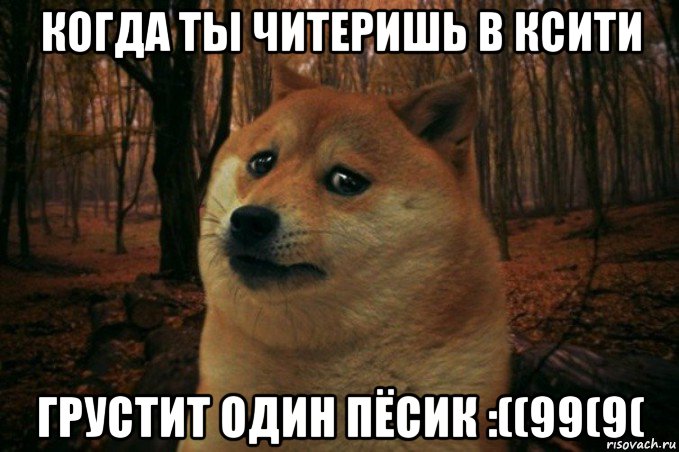 когда ты читеришь в ксити грустит один пёсик :((99(9(, Мем SAD DOGE