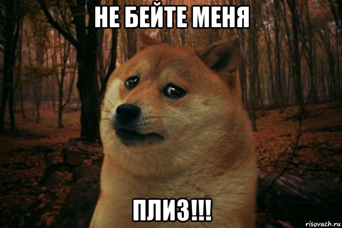 не бейте меня плиз!!!, Мем SAD DOGE