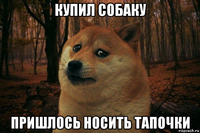 купил собаку пришлось носить тапочки, Мем SAD DOGE