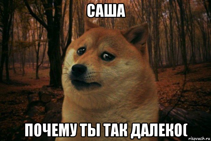 саша почему ты так далеко(, Мем SAD DOGE