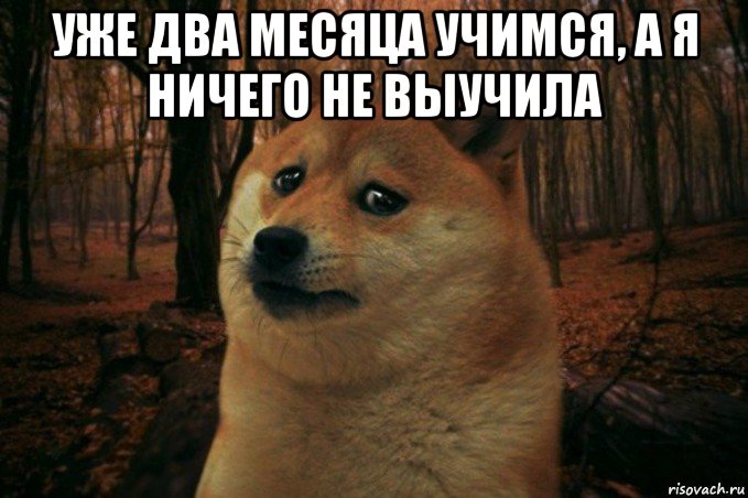 уже два месяца учимся, а я ничего не выучила , Мем SAD DOGE