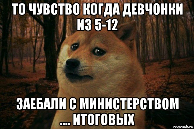 то чувство когда девчонки из 5-12 заебали с министерством .... итоговых, Мем SAD DOGE