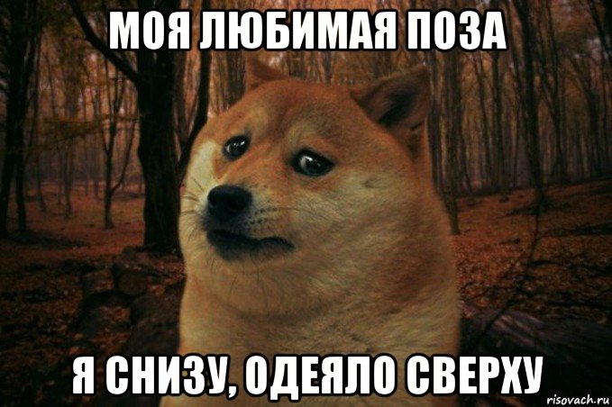 моя любимая поза я снизу, одеяло сверху, Мем SAD DOGE