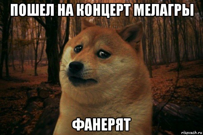 пошел на концерт мелагры фанерят, Мем SAD DOGE