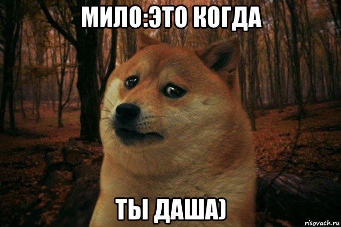 мило:это когда ты даша), Мем SAD DOGE