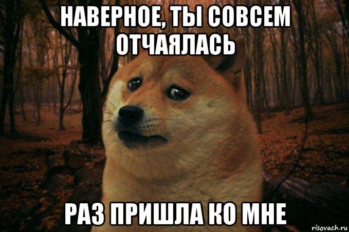 наверное, ты совсем отчаялась раз пришла ко мне, Мем SAD DOGE