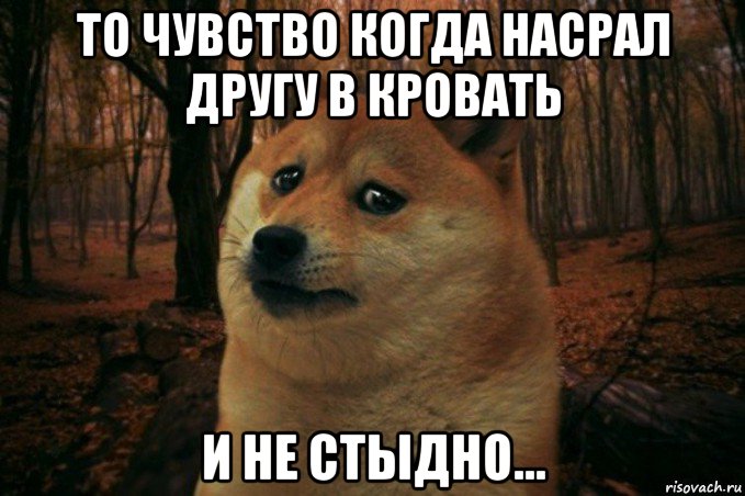 то чувство когда насрал другу в кровать и не стыдно..., Мем SAD DOGE