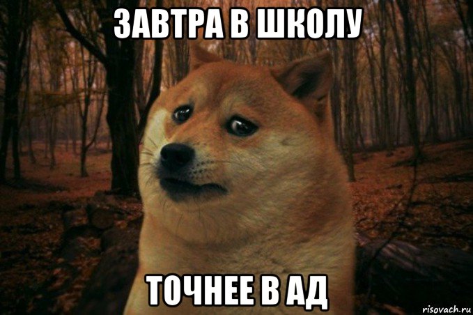 завтра в школу точнее в ад, Мем SAD DOGE