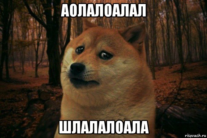 аолалоалал шлалалоала, Мем SAD DOGE