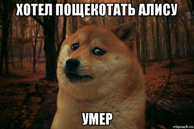 хотел пощекотать алису умер, Мем SAD DOGE