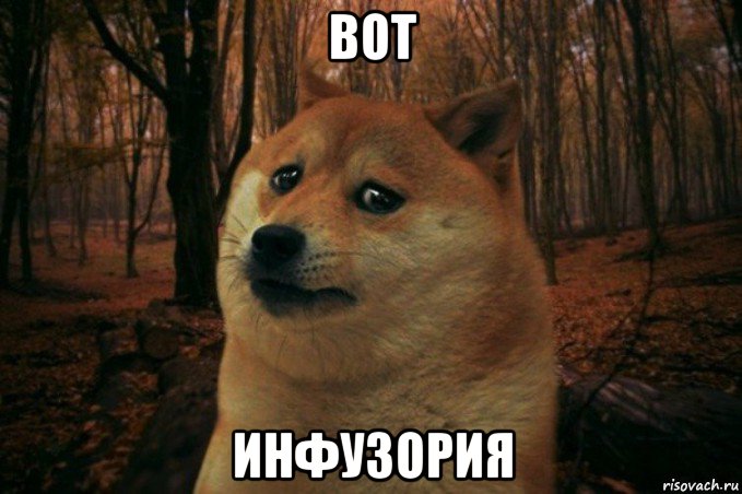 вот инфузория, Мем SAD DOGE