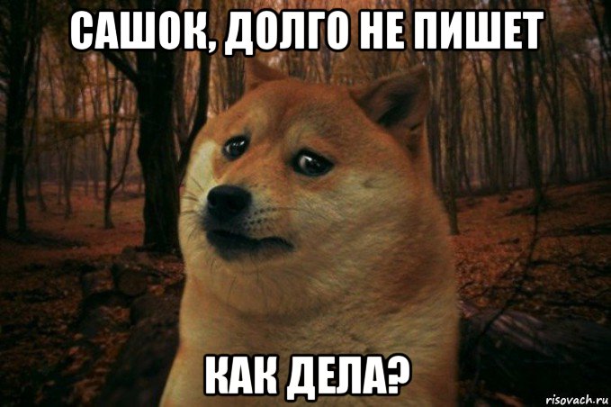 сашок, долго не пишет как дела?, Мем SAD DOGE