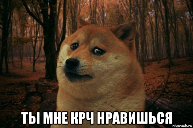  ты мне крч нравишься, Мем SAD DOGE