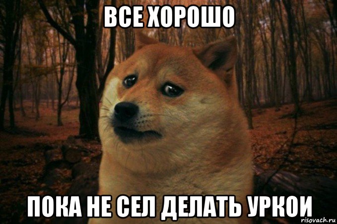 все хорошо пока не сел делать уркои, Мем SAD DOGE