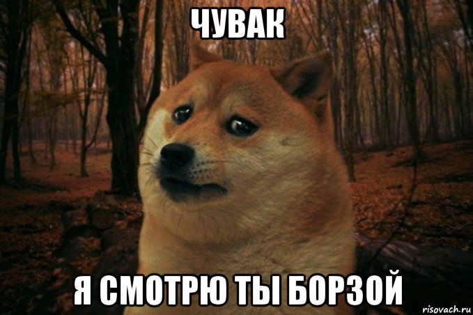 чувак я смотрю ты борзой, Мем SAD DOGE